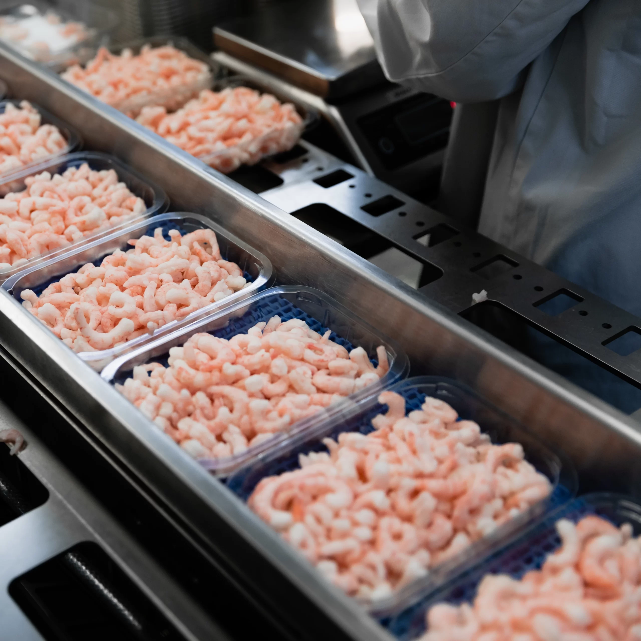 Coldwater prawns in retail trays